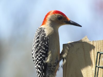 Redbelly