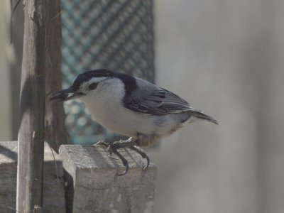 Nuthatch