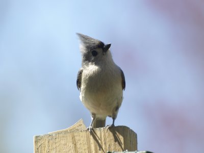 Tufted Titmouse
