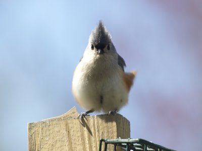 Tufted Titmouse