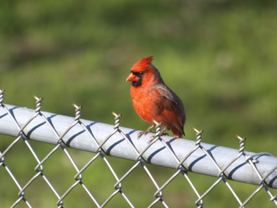 Cardinal