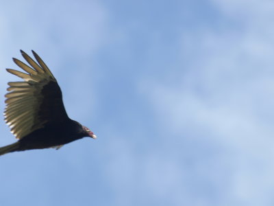 Turkey Vulture