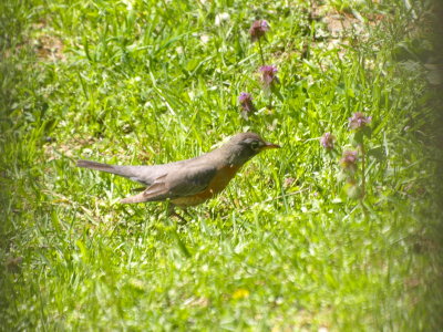 Robin