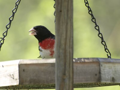 Rose-breasted Grosbeak