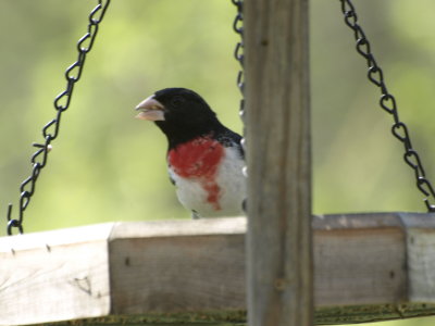 Rose-breasted Grosbeak
