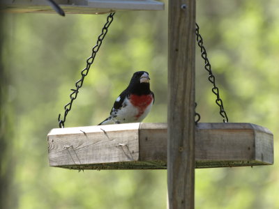 Rose-breasted Grosbeak (male)