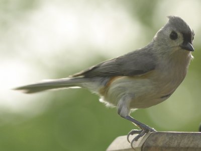 Tufted Titmouse