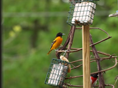 Lucky to get both at the same time. Haven't seen Oriole's so far this year.