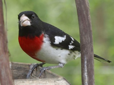 Back Yard Birds