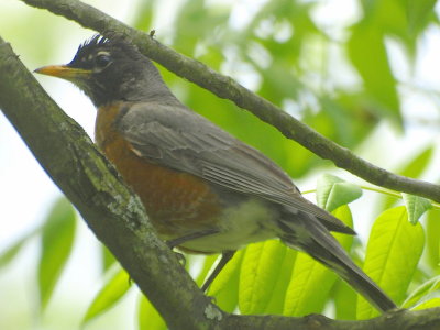 Robin