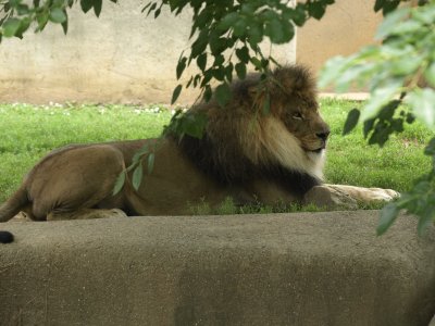 THREE LIONS