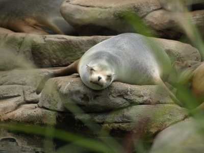SEAL of APPROVAL