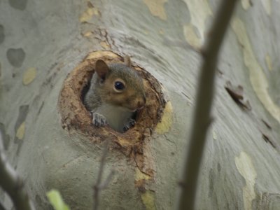 Stealth Tree Rodent