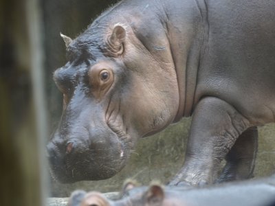 Hippos' Rhino's