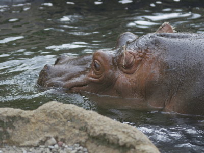 Hippos' Rhino's