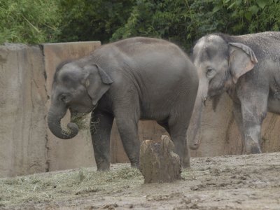 ELEPHANT