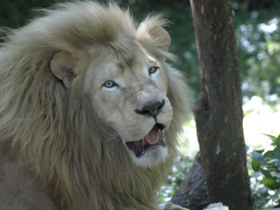 White Lions