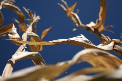 autumn in new england 2.jpg