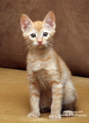 Smart Clicks Pet Photography