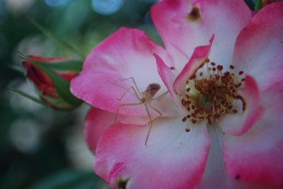 DSC_0045.jpg