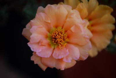 DSC_0046.jpg