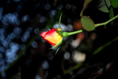 DSC_0057.jpg