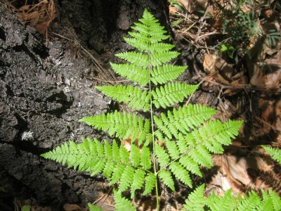 Millions of years before a fossilized fern