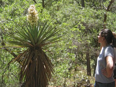 Watching a century plant bloom