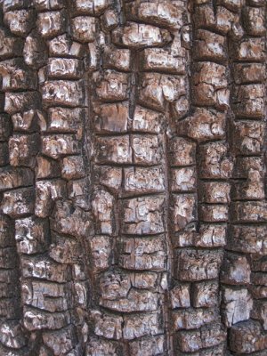 Bark texture #2