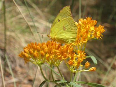 Clouded Sulphur butterfly I think