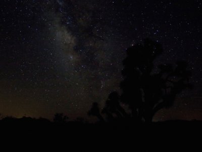 Milky Way with sillouette joshua tree