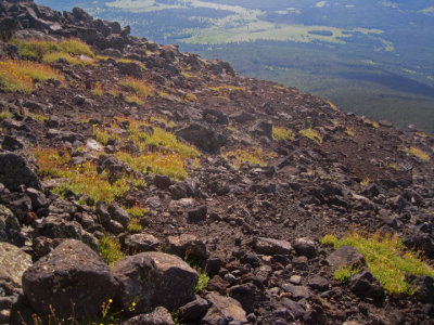 Sparse vegetation at 12600 ft elevation