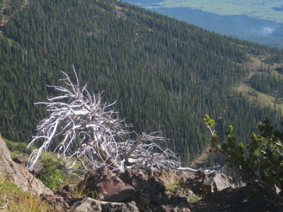 Dead tree in stark contrast