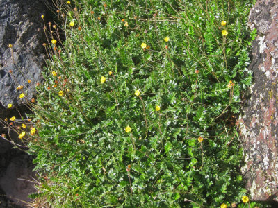 Thick mat of vegetation clinging to rock at treeline