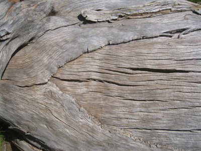 Bark 1