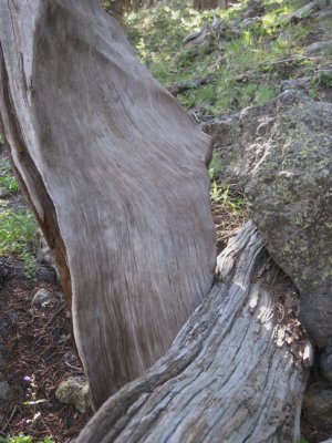 Bark 3