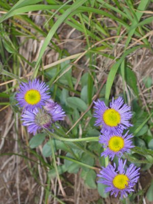 Five flowers