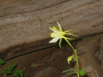 Yellow trumpet flower
