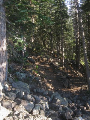 Forested trail