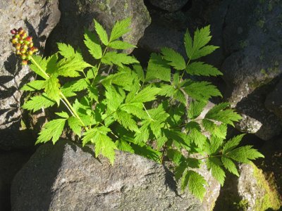 Vegetation at 10,500 ft