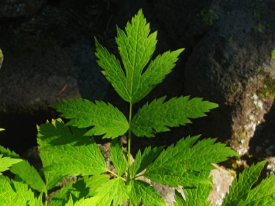 Contrasted leaves