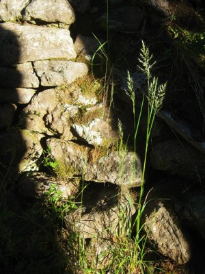 Contrasted grass