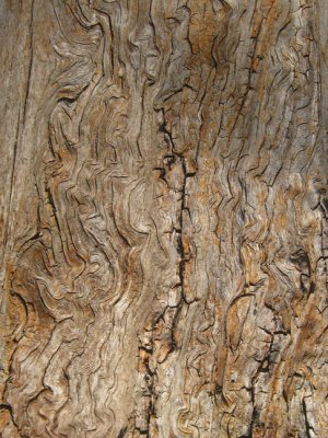 Bark 4