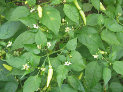 Peppers?