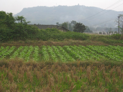 Field of bok choi?