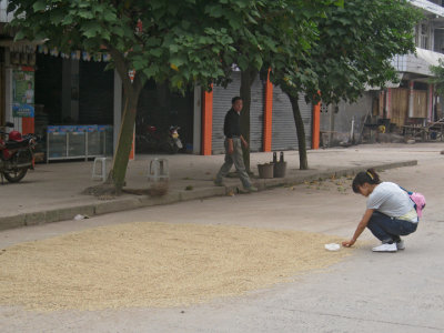 Qi Fei checking out the drying grain