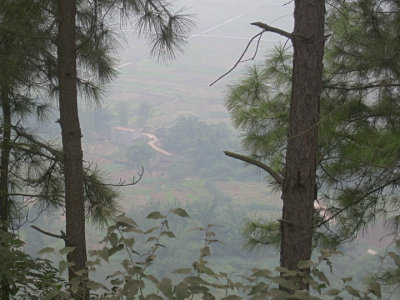 Fields below