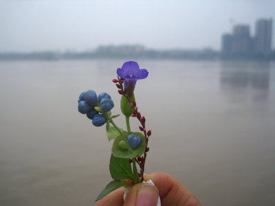 Qi Fei's bouquet