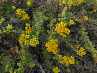 Sandy beach vegetation