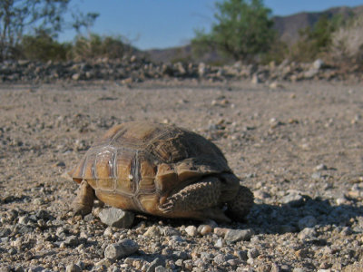 Desert tortoise hanging out in BLM land on Red Cloud road